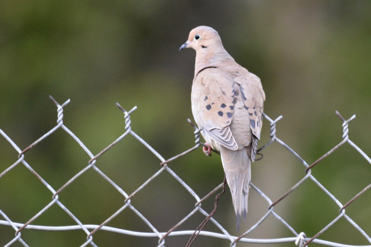 Mourning Dove - Will Brooks