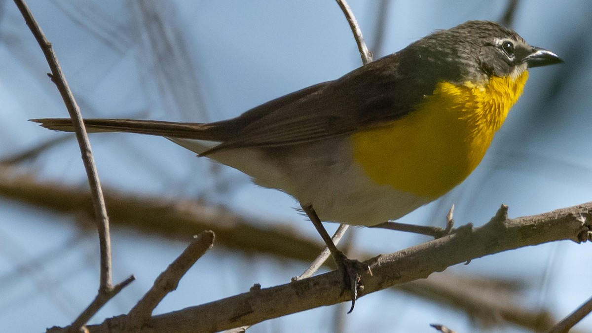Yellow-breasted Chat - ML97014191