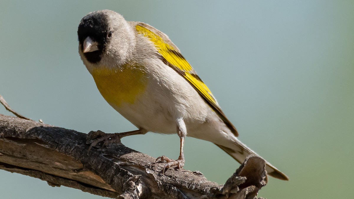 Lawrence's Goldfinch - ML97014451
