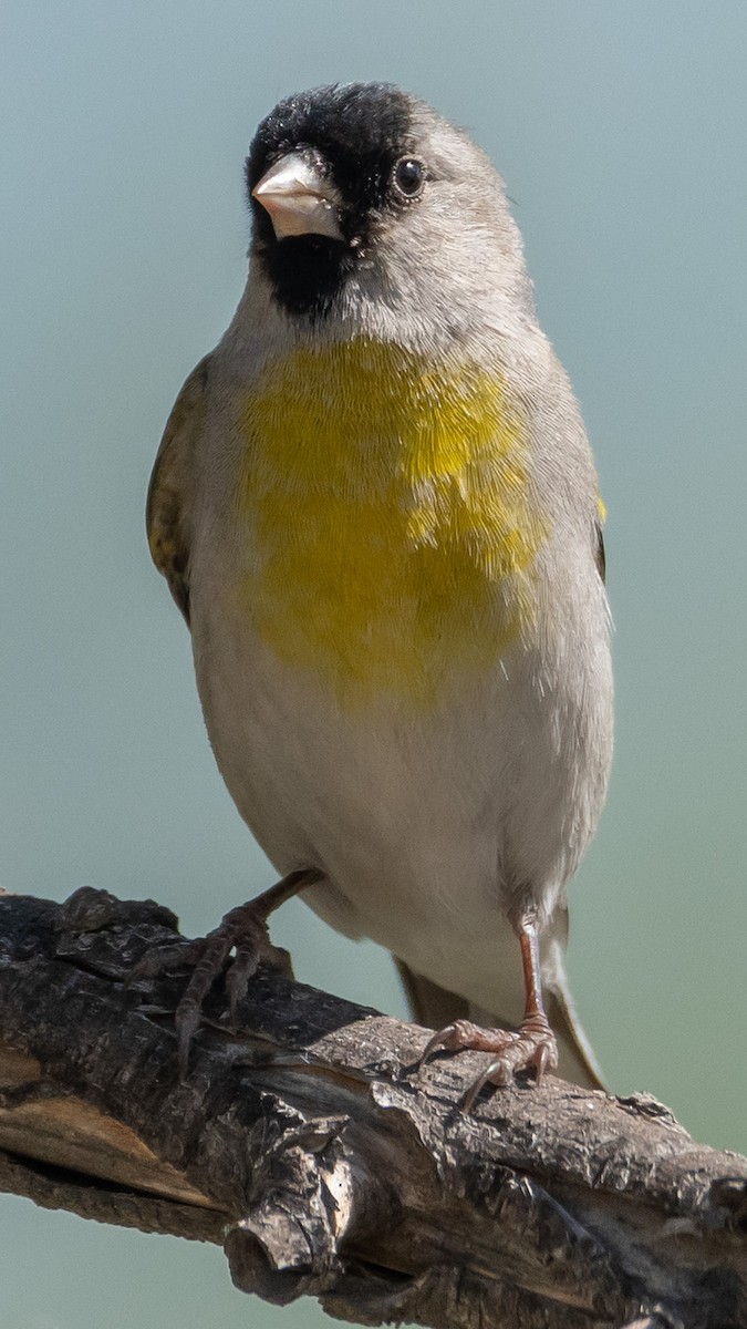 Lawrence's Goldfinch - ML97014501
