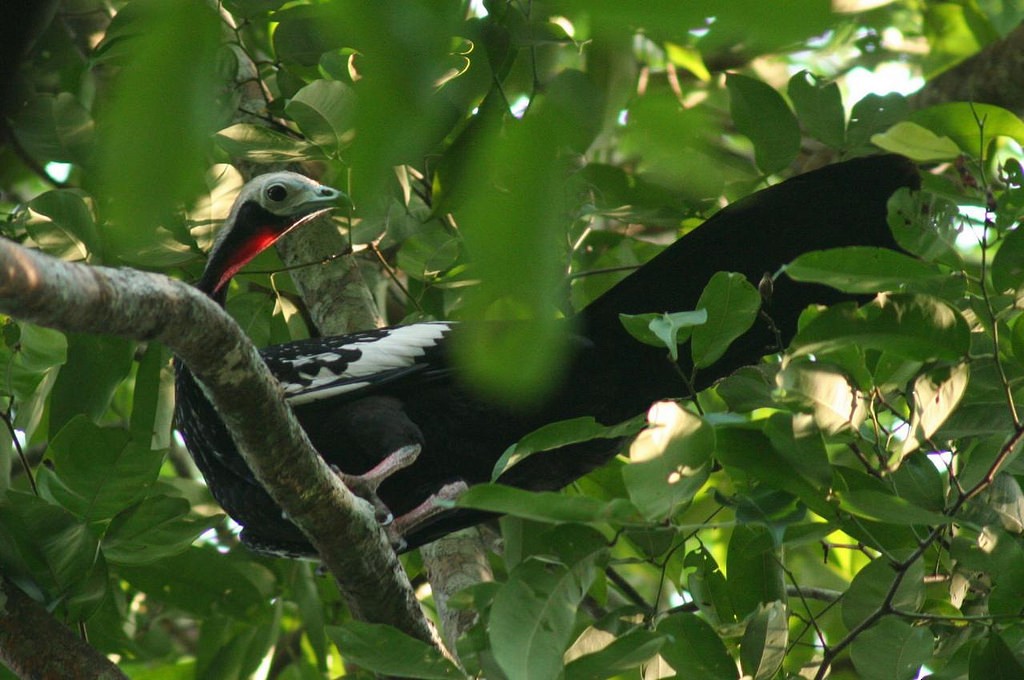 Red-throated Piping-Guan - ML97015671