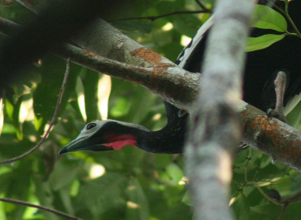 Red-throated Piping-Guan - ML97015721