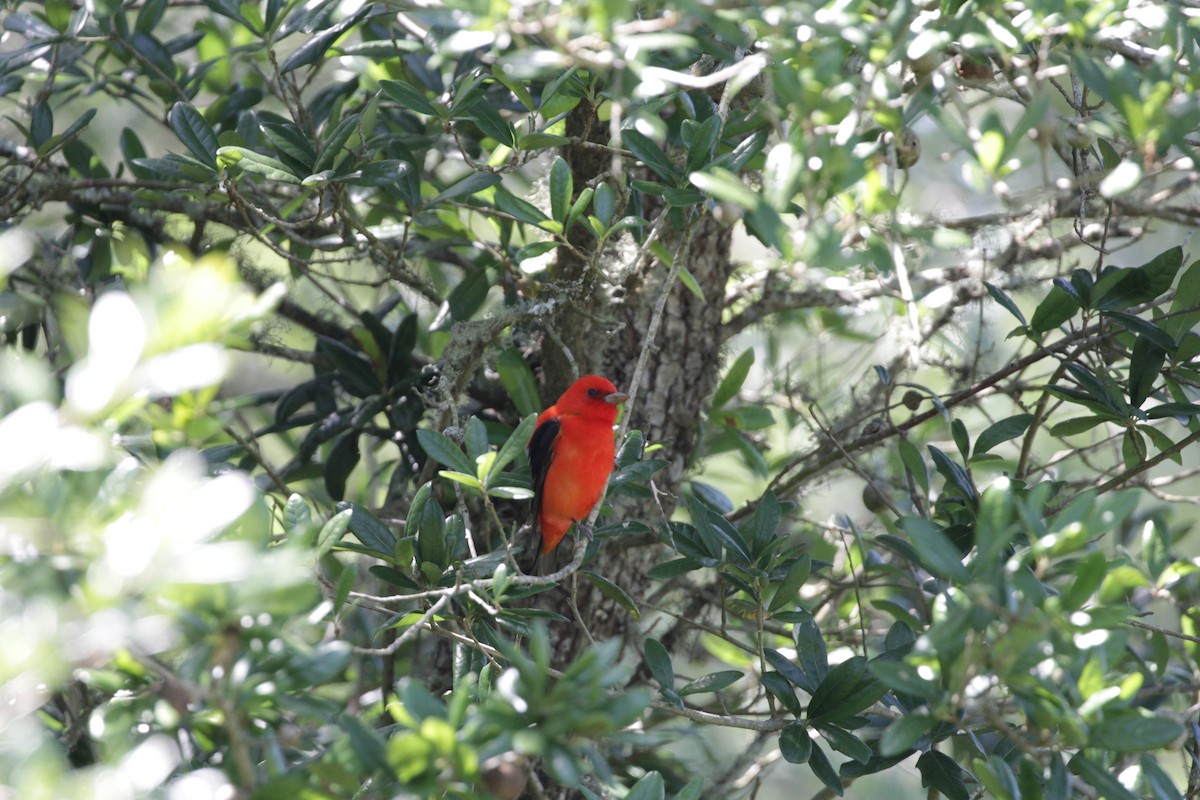 Scarlet Tanager - Jeff Pippen