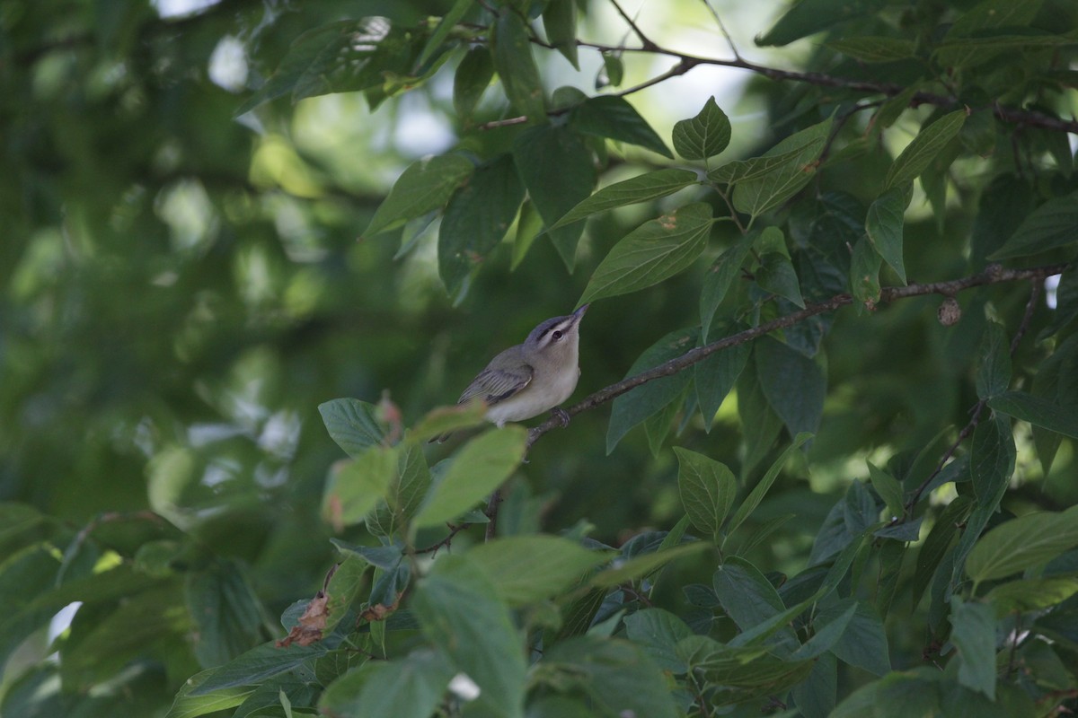 Red-eyed Vireo - Jeff Pippen