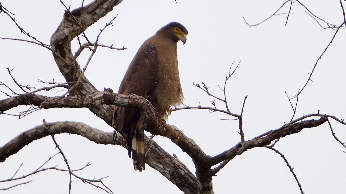 Crested Serpent-Eagle - ML97018191