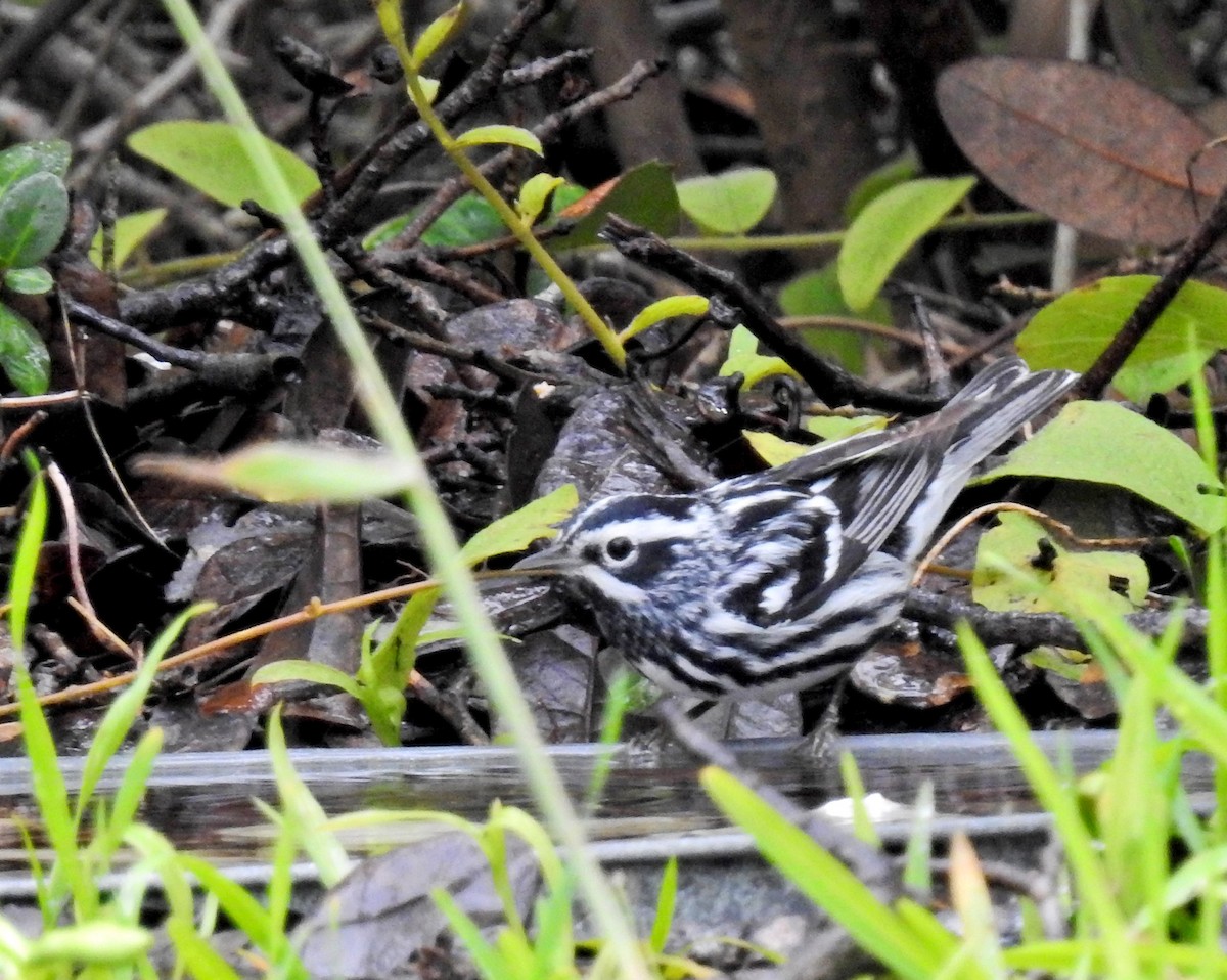 Black-and-white Warbler - ML97018411
