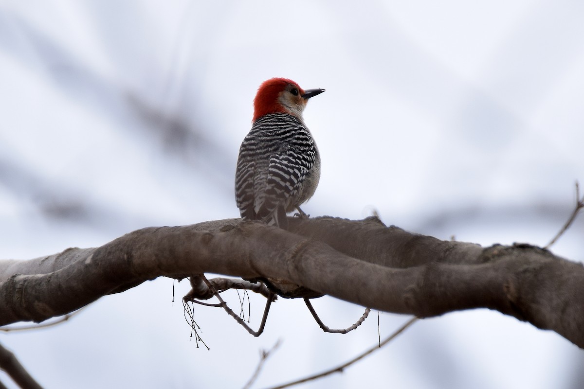 Red-bellied Woodpecker - ML97020661