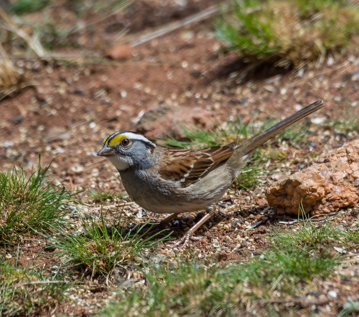 White-throated Sparrow - ML97021651