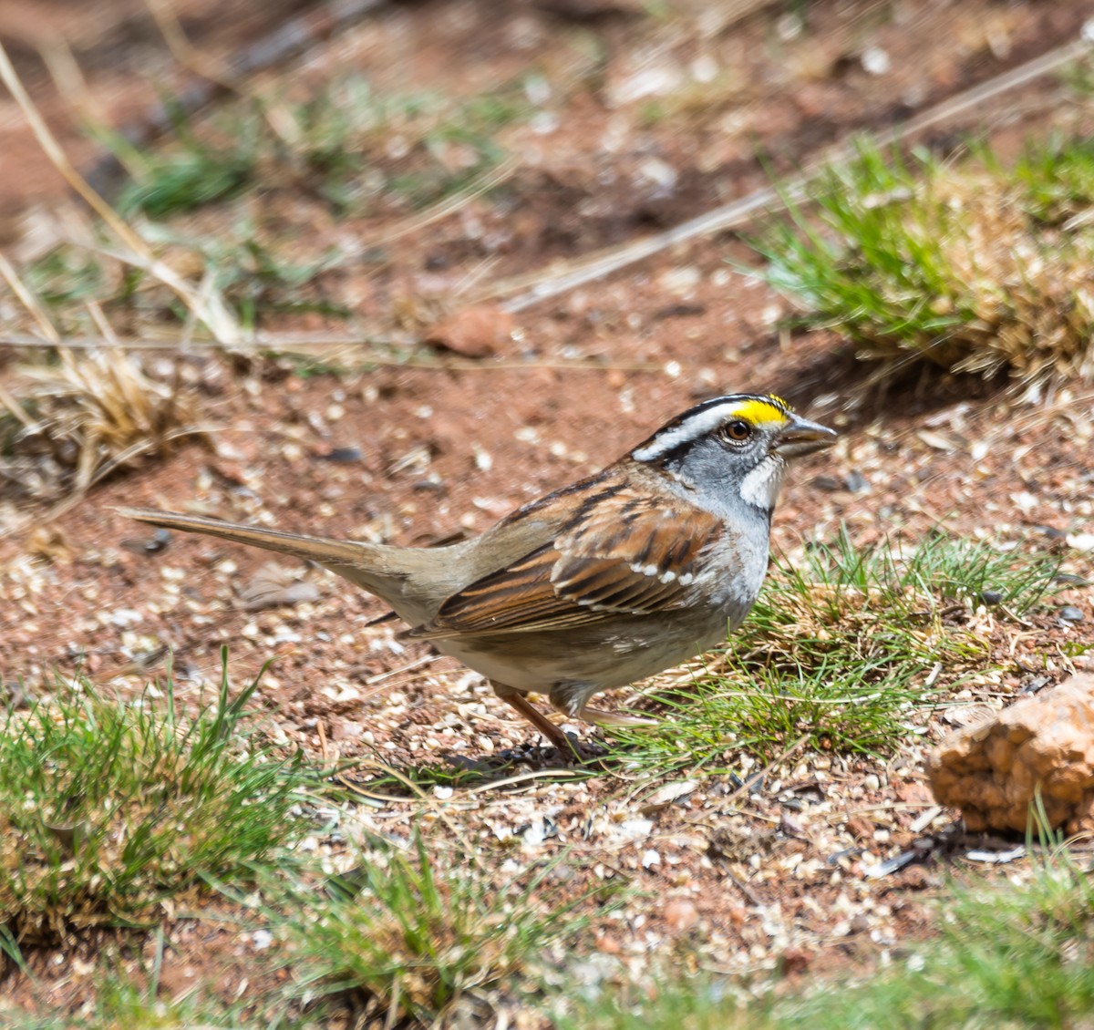 White-throated Sparrow - ML97021671