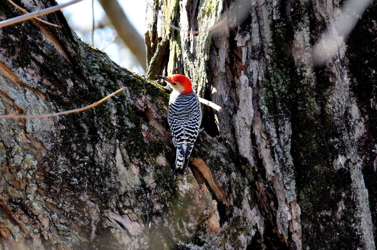Red-bellied Woodpecker - ML97024051