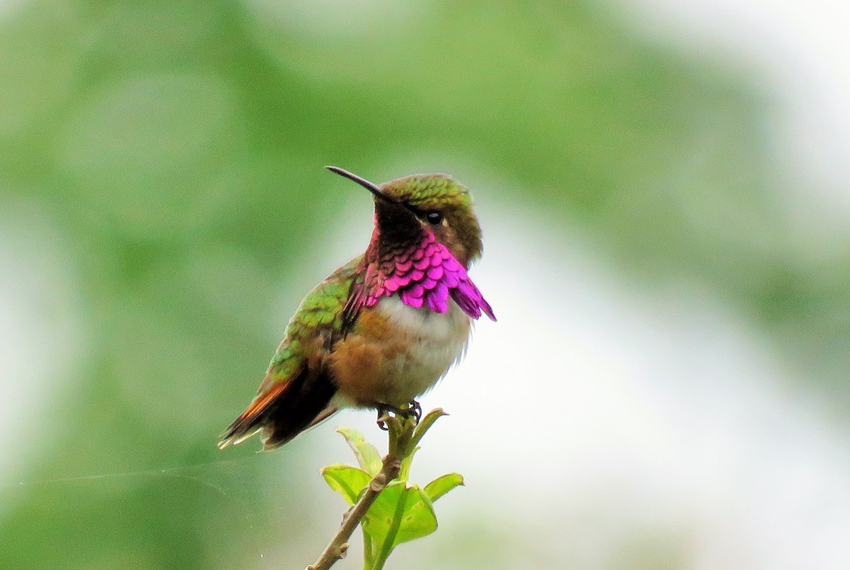 Wine-throated Hummingbird - ML97026381