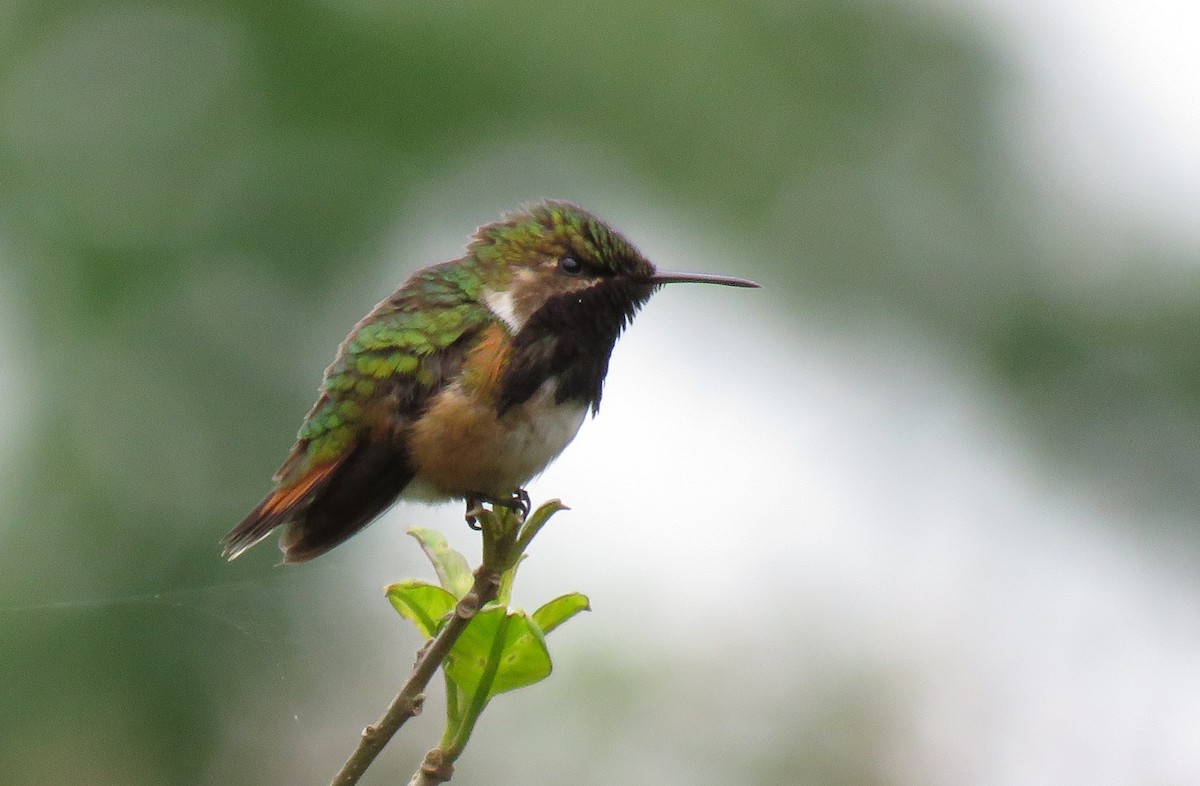 Wine-throated Hummingbird - ML97026401