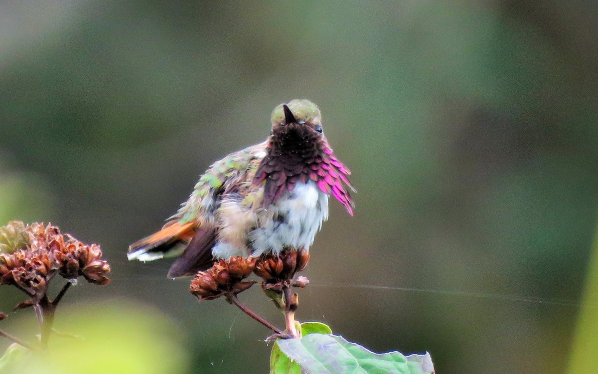 Wine-throated Hummingbird - ML97026461