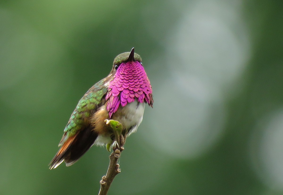 Wine-throated Hummingbird - ML97026471