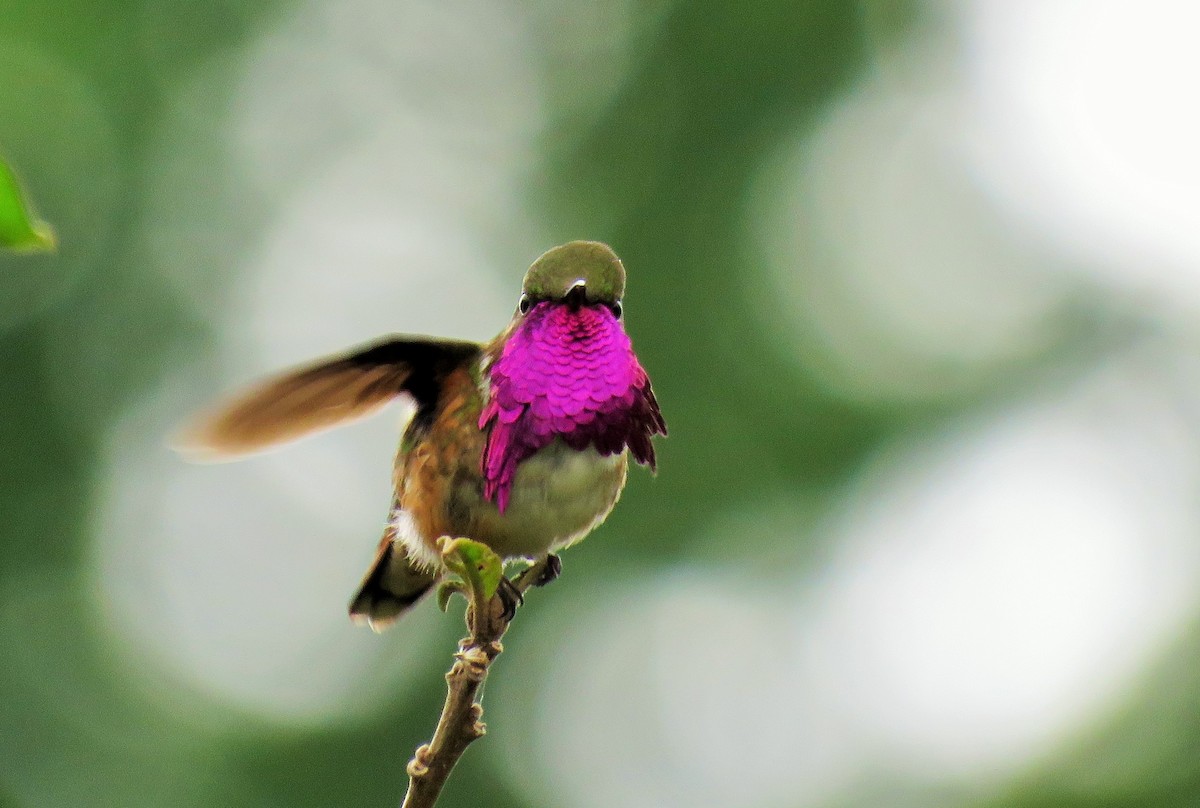 Wine-throated Hummingbird - ML97026491