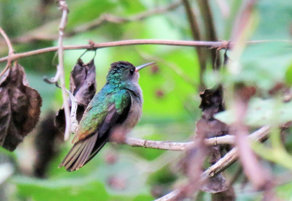 Blue-throated Goldentail - ML97026971