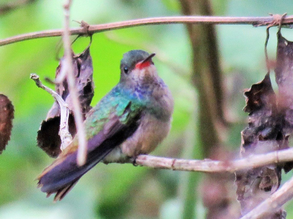 Blue-throated Goldentail - ML97027071