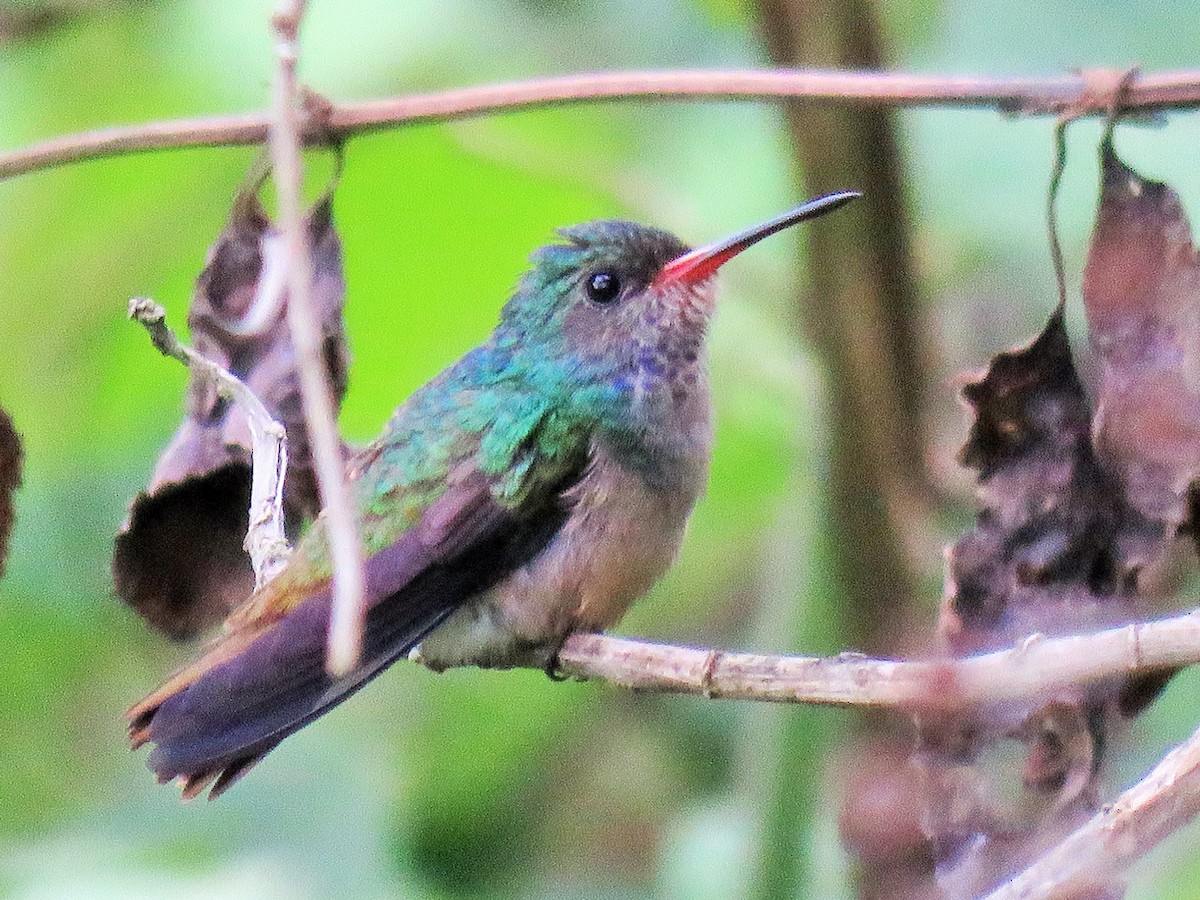 Blue-throated Goldentail - ML97027101