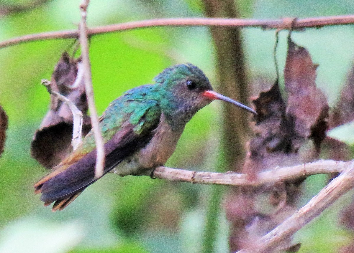 Blue-throated Goldentail - ML97027111