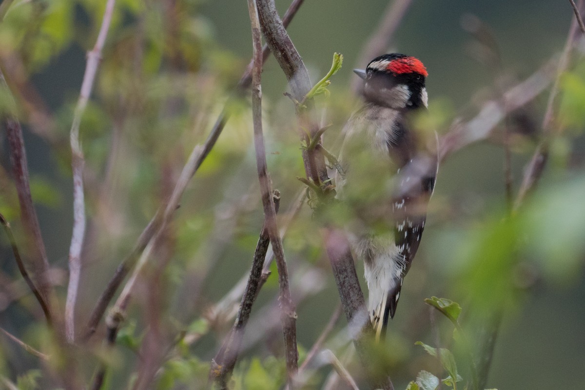 Downy Woodpecker (Pacific) - Grace Oliver