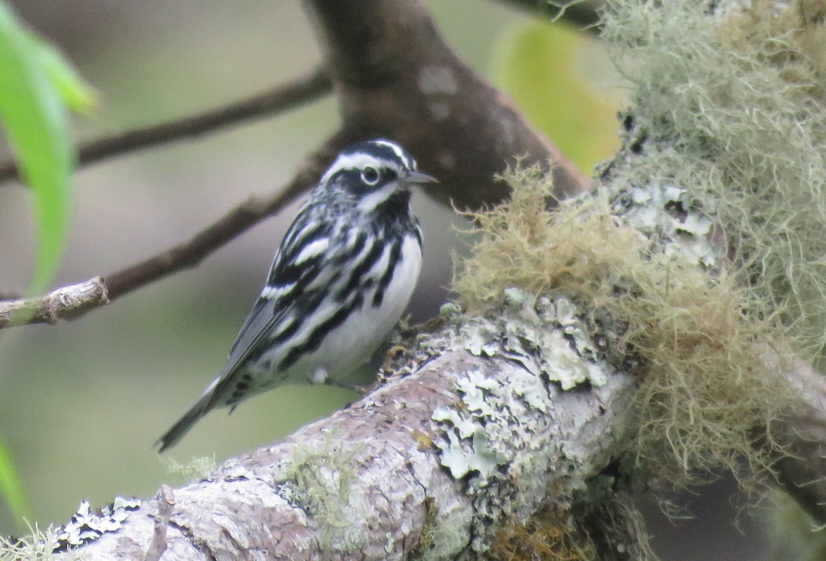 Black-and-white Warbler - ML97027841