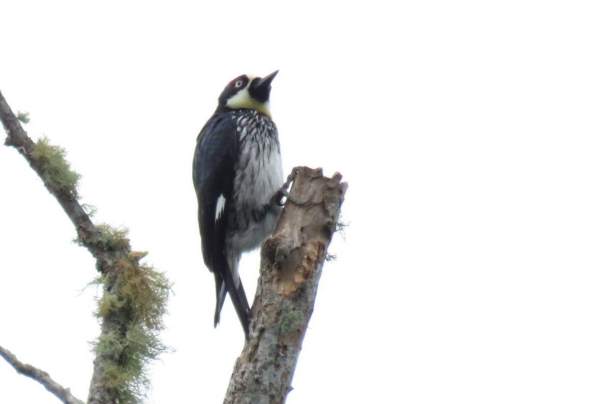 Acorn Woodpecker - ML97028501