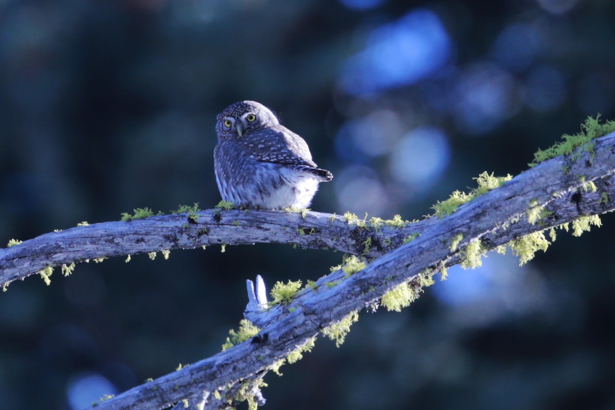 Northern Pygmy-Owl - ML97031381