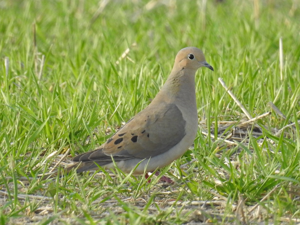 Mourning Dove - Tina Toth