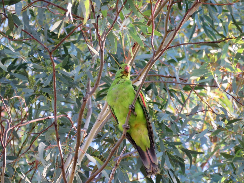 Red-winged Parrot - ML97036301
