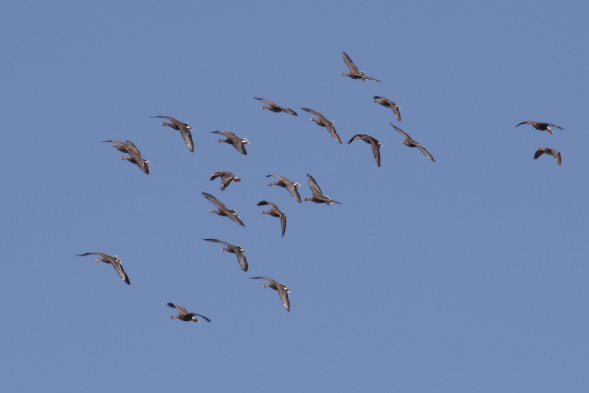 Greater White-fronted Goose - ML97036921