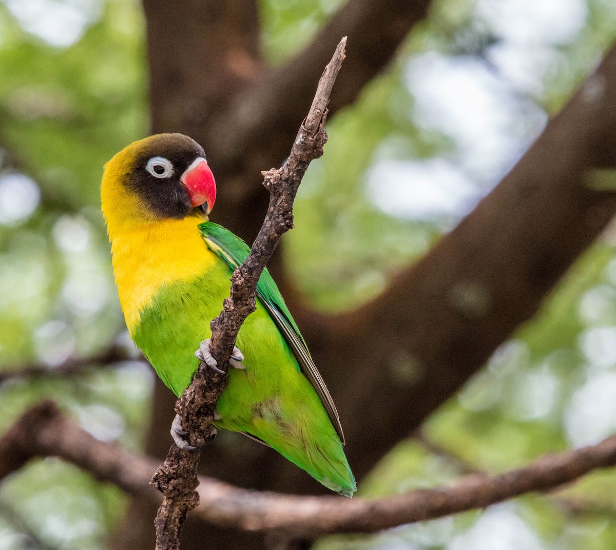 Yellow-collared Lovebird - Kevin Vande Vusse