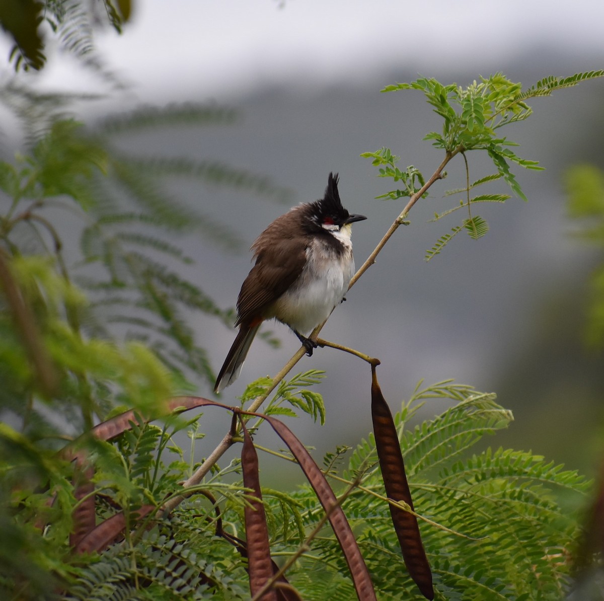 Red-whiskered Bulbul - T Norris
