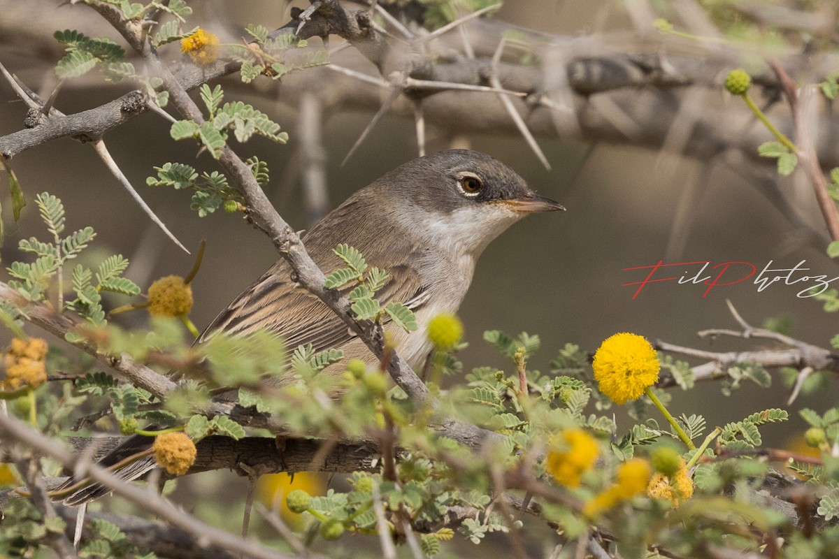 Greater Whitethroat - Fawas Illias