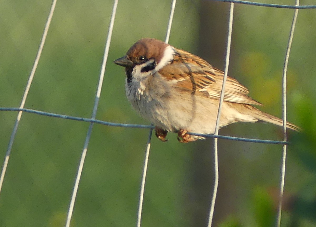 Eurasian Tree Sparrow - ML97042791