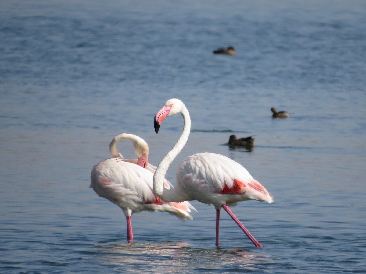 Greater Flamingo - Eduardo Morano