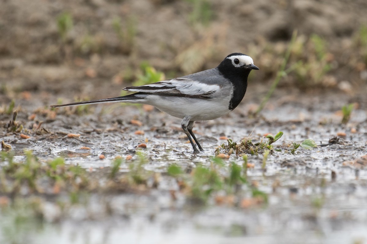 White Wagtail (Masked) - James Kennerley
