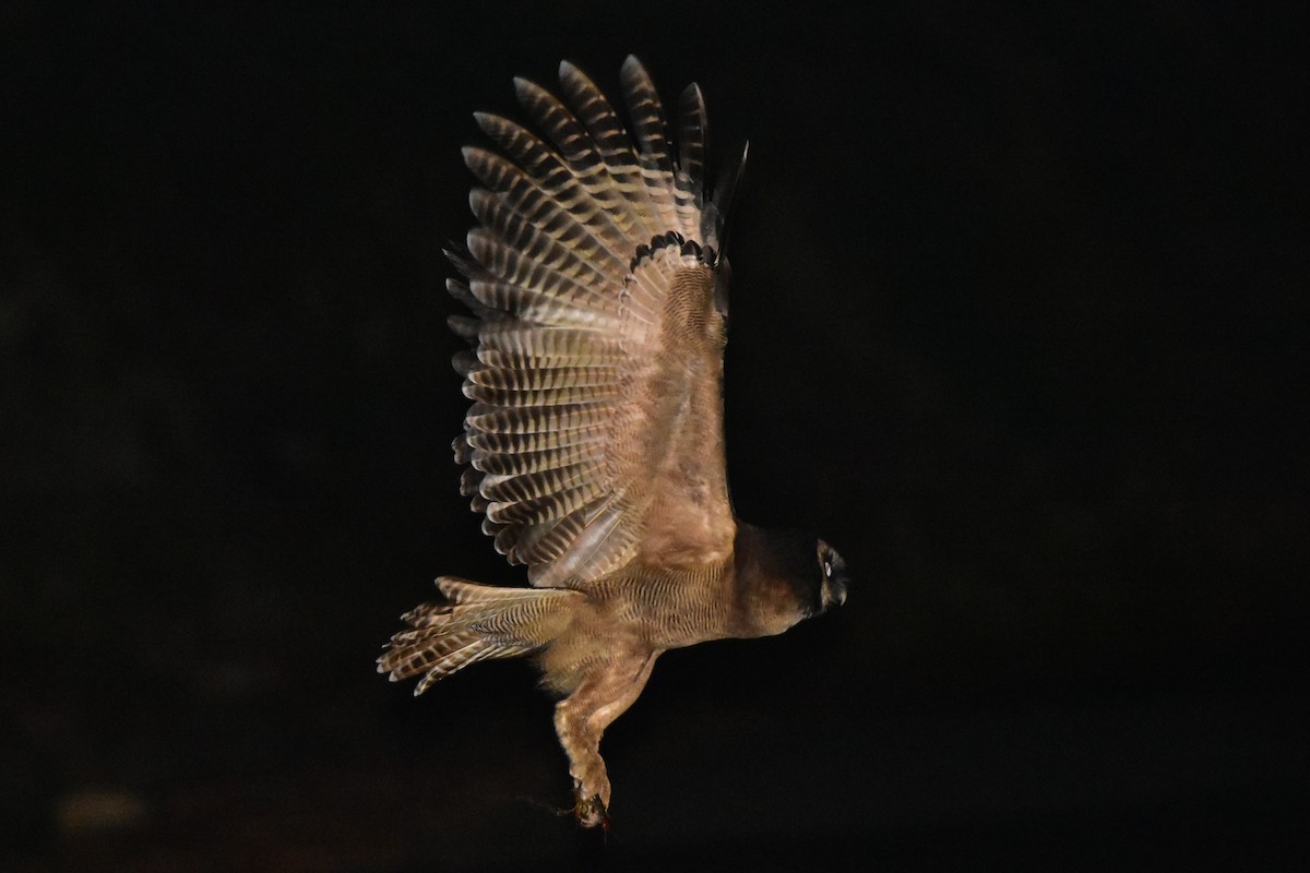 Brown Wood-Owl - ML97044581
