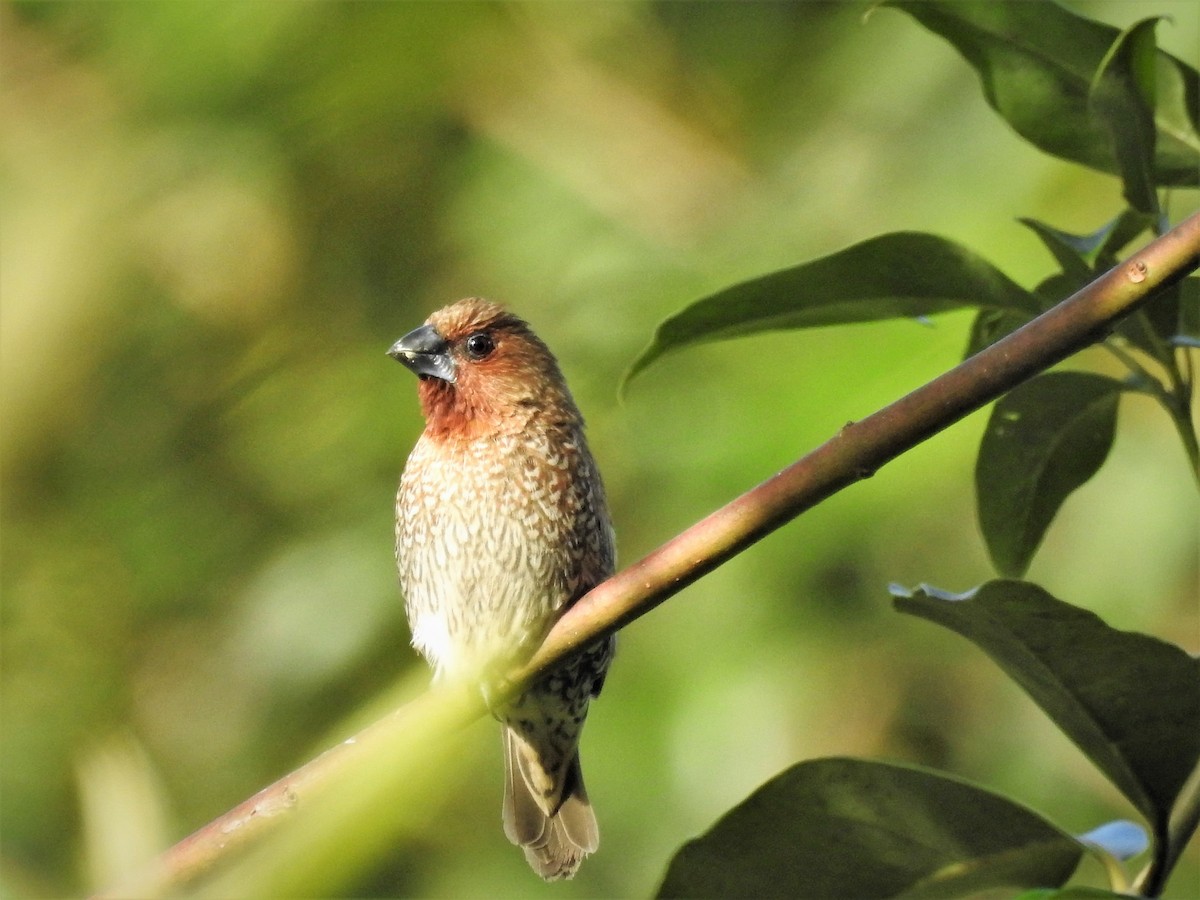 Scaly-breasted Munia - Michael Daley