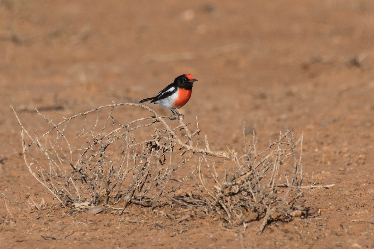 Red-capped Robin - Terence Alexander