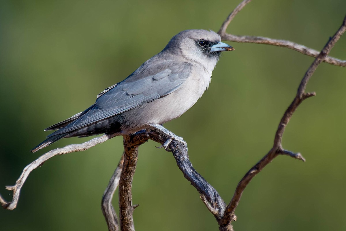 Black-faced Woodswallow - Terence Alexander