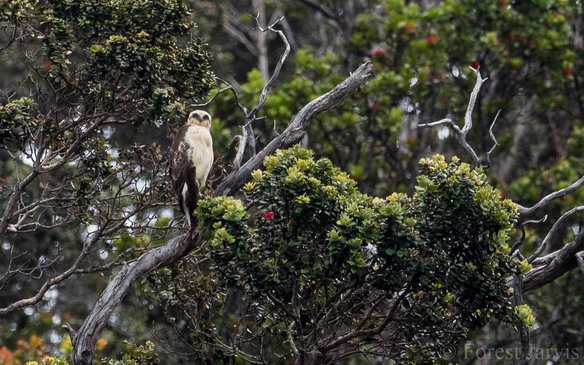 Hawaiian Hawk - Forest Botial-Jarvis
