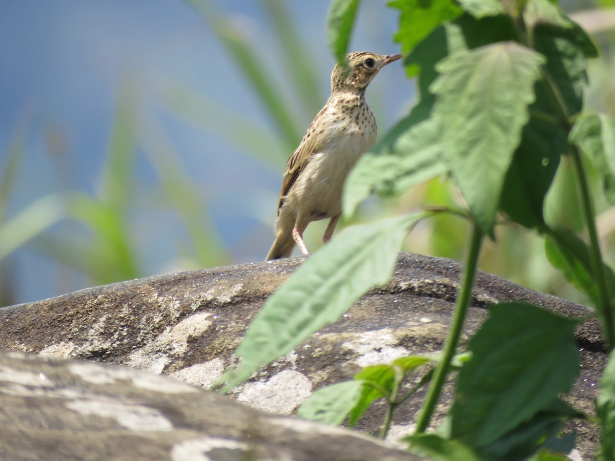 pipit sp. - ML97052221