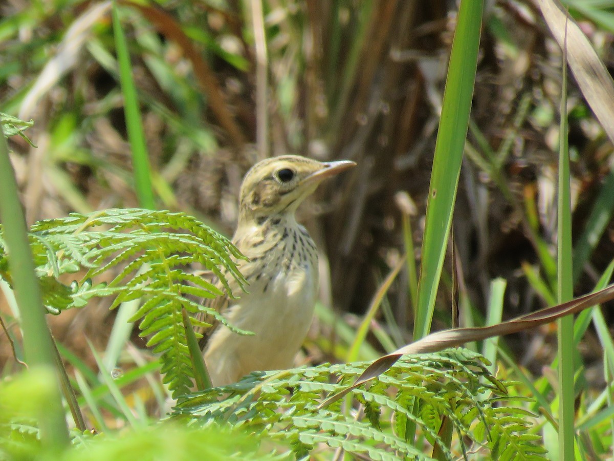 pipit sp. - ML97052241