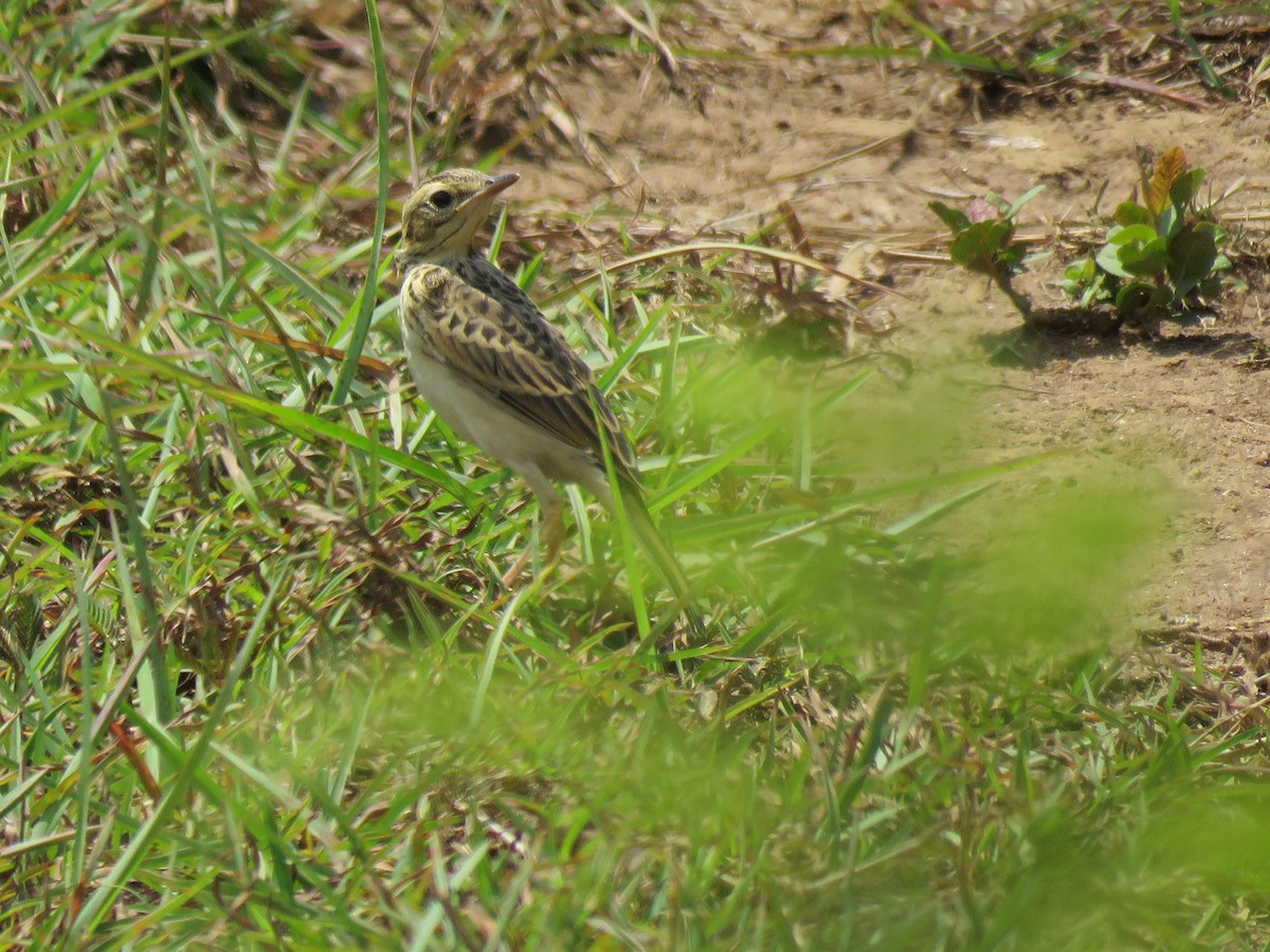 pipit sp. - ML97052261