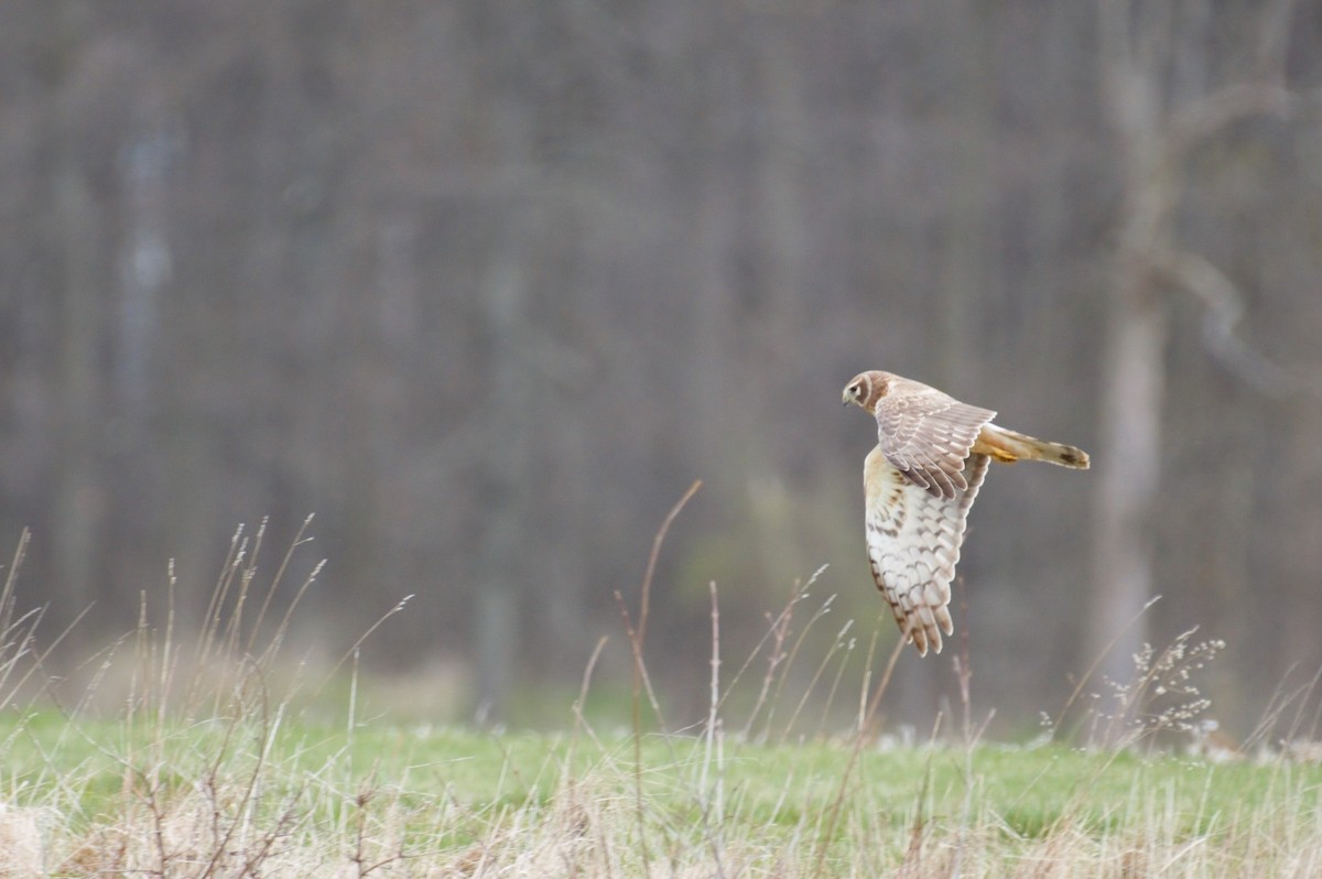 Northern Harrier - Amy Downing