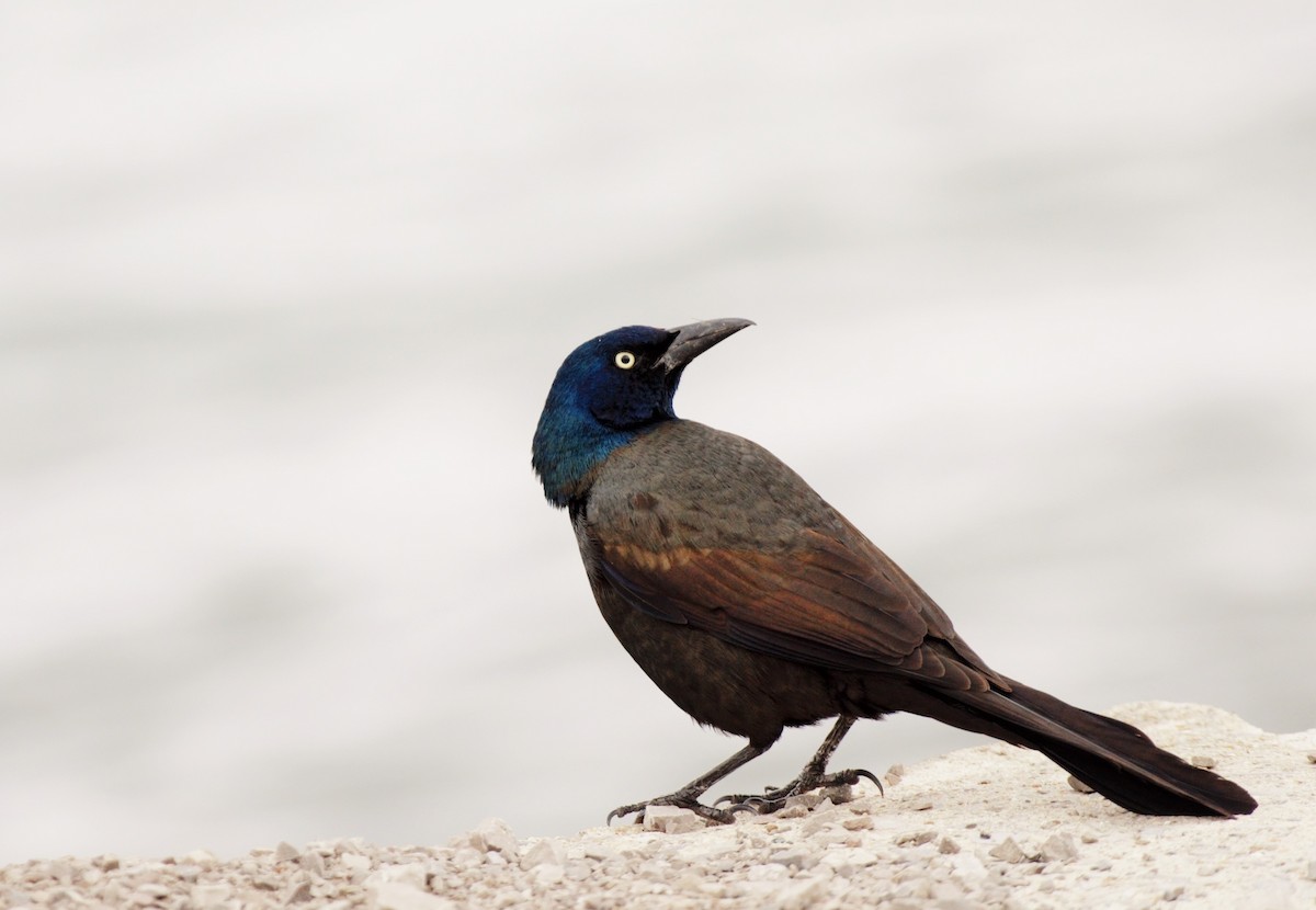 Common Grackle - Amy Downing