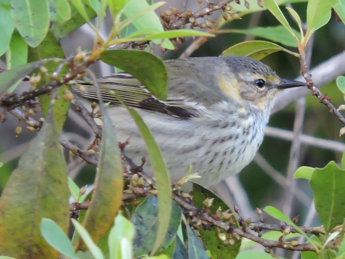 Cape May Warbler - ML97056081