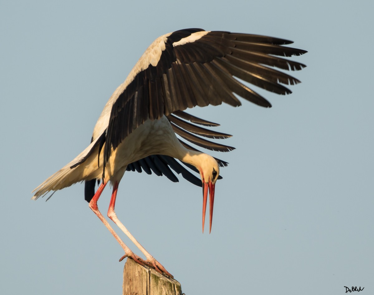White Stork - Dobrin Botev