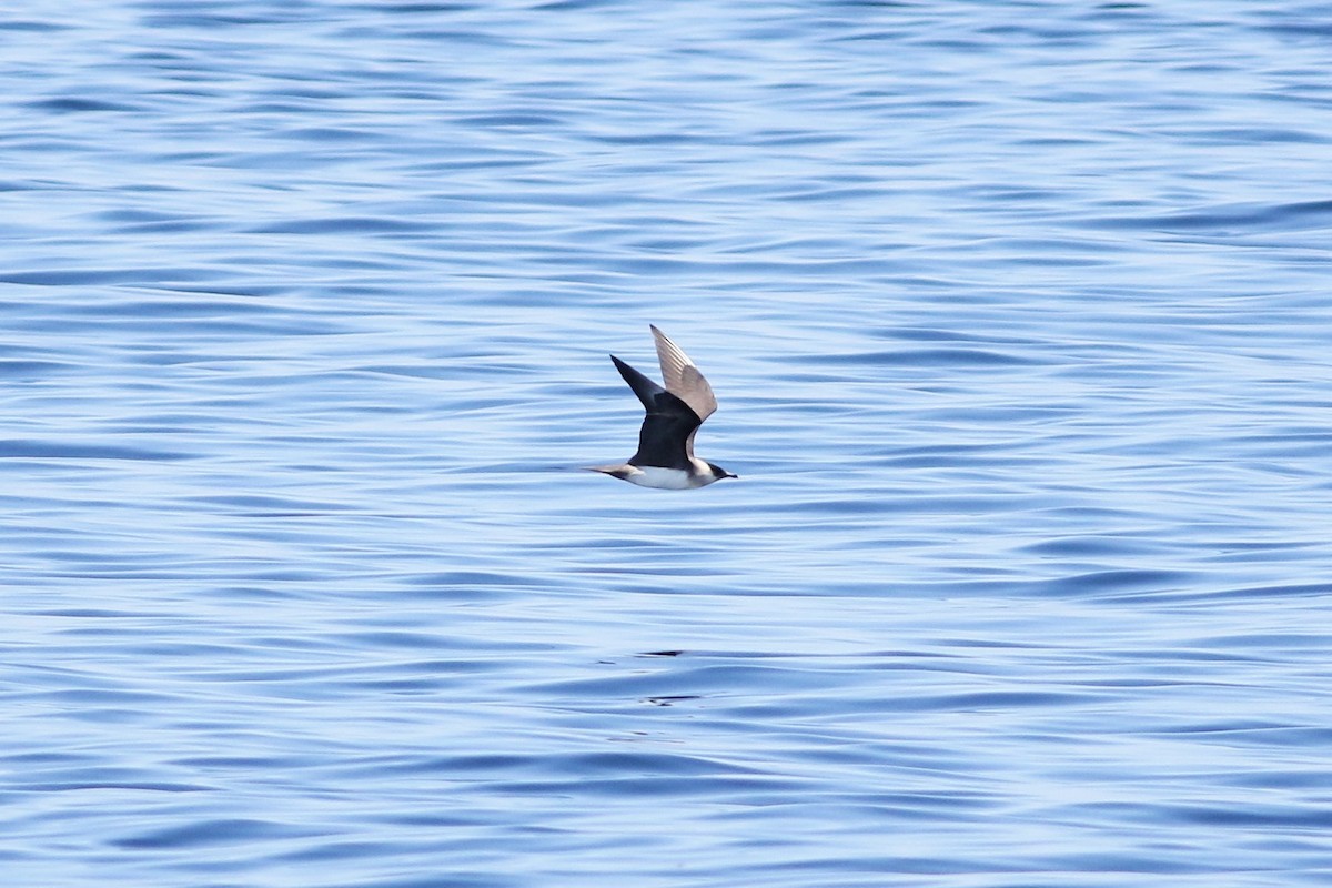 eBird Checklist 28 Apr 2018 Cape Cod Bay 23 species (+3 other taxa)