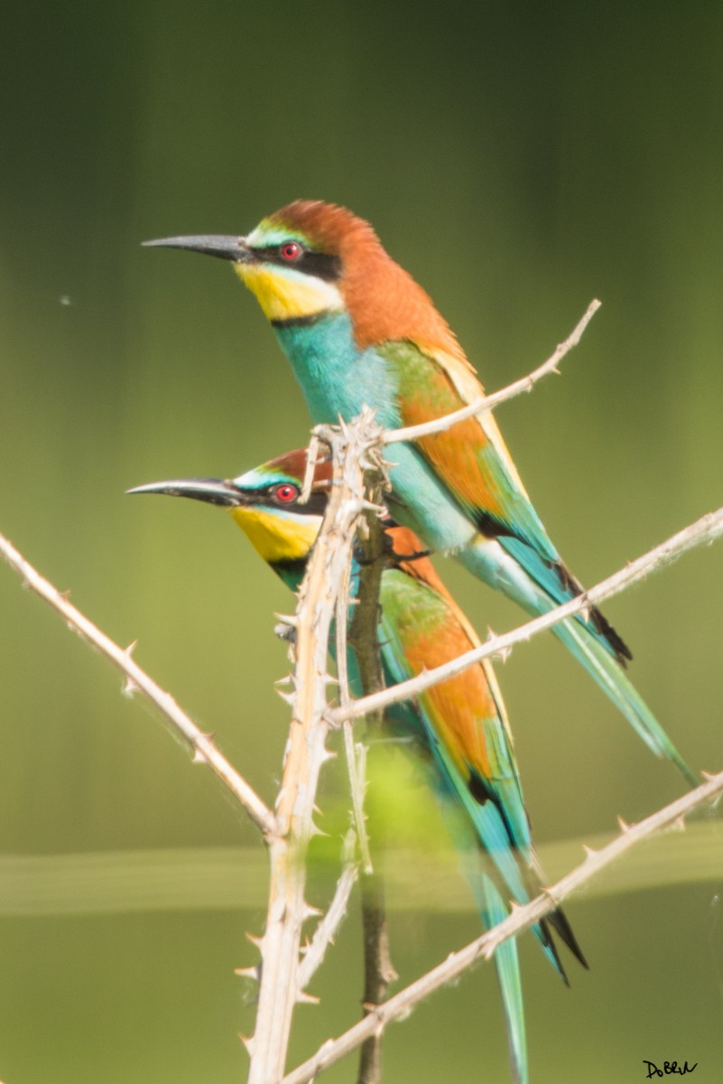 European Bee-eater - Dobrin Botev